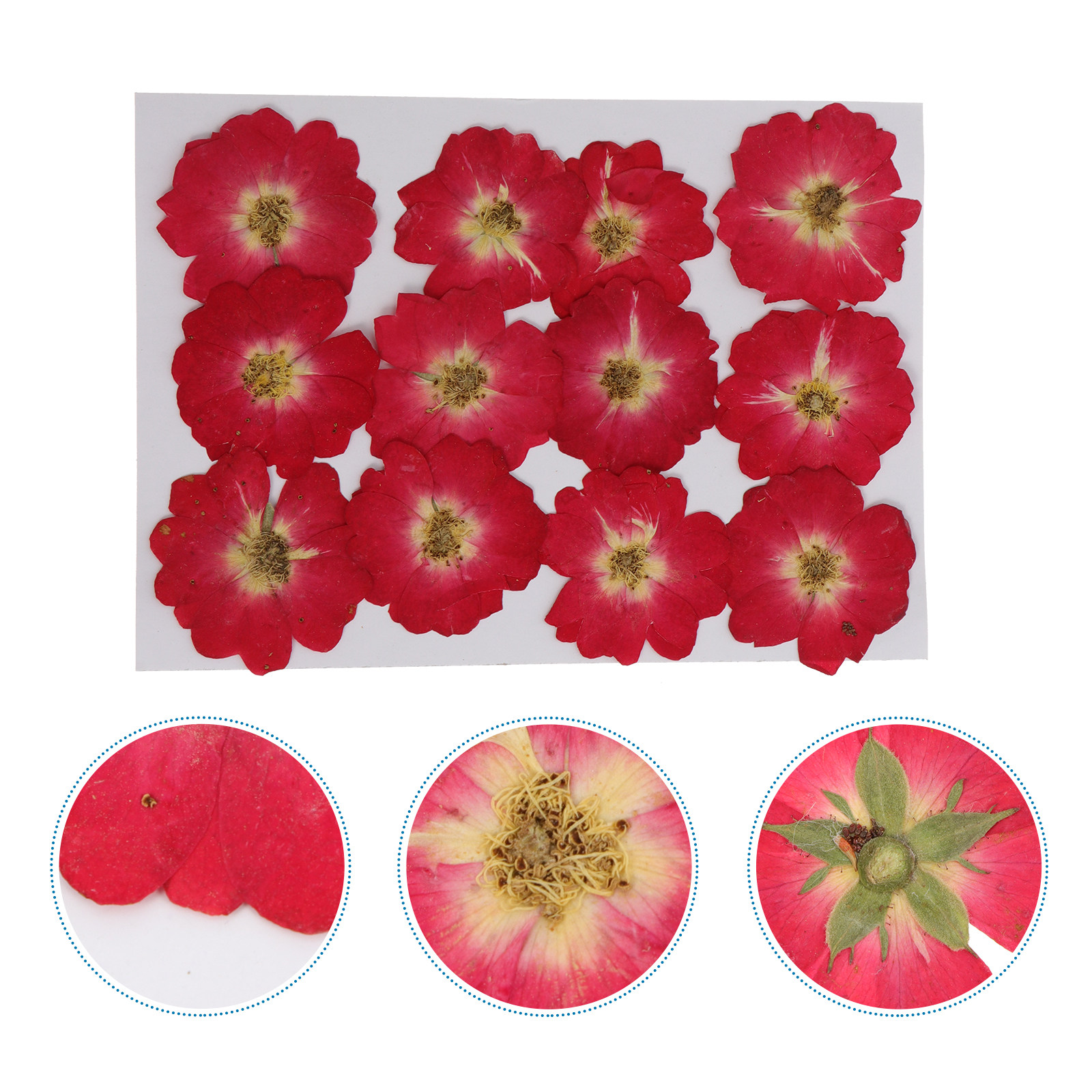 Pressed Flower Art - 12Pcs Dried Pressed Flowers Natural Roses