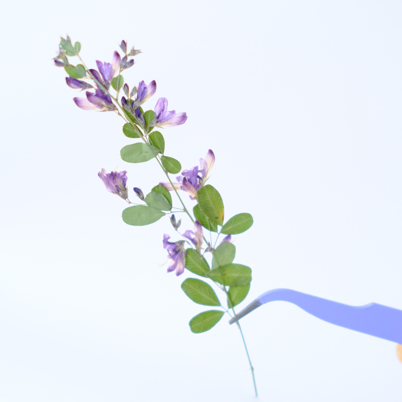6pcs,nature Lespedeza Formosa  - Dried Flower Bookmark 리뷰 및 가격