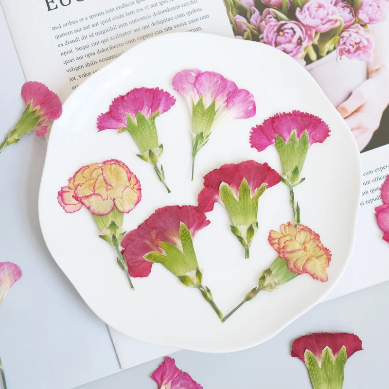 6pcs/4-7cm,Carnation dried flo - Dried Flower Bookmark 리뷰 및 가격