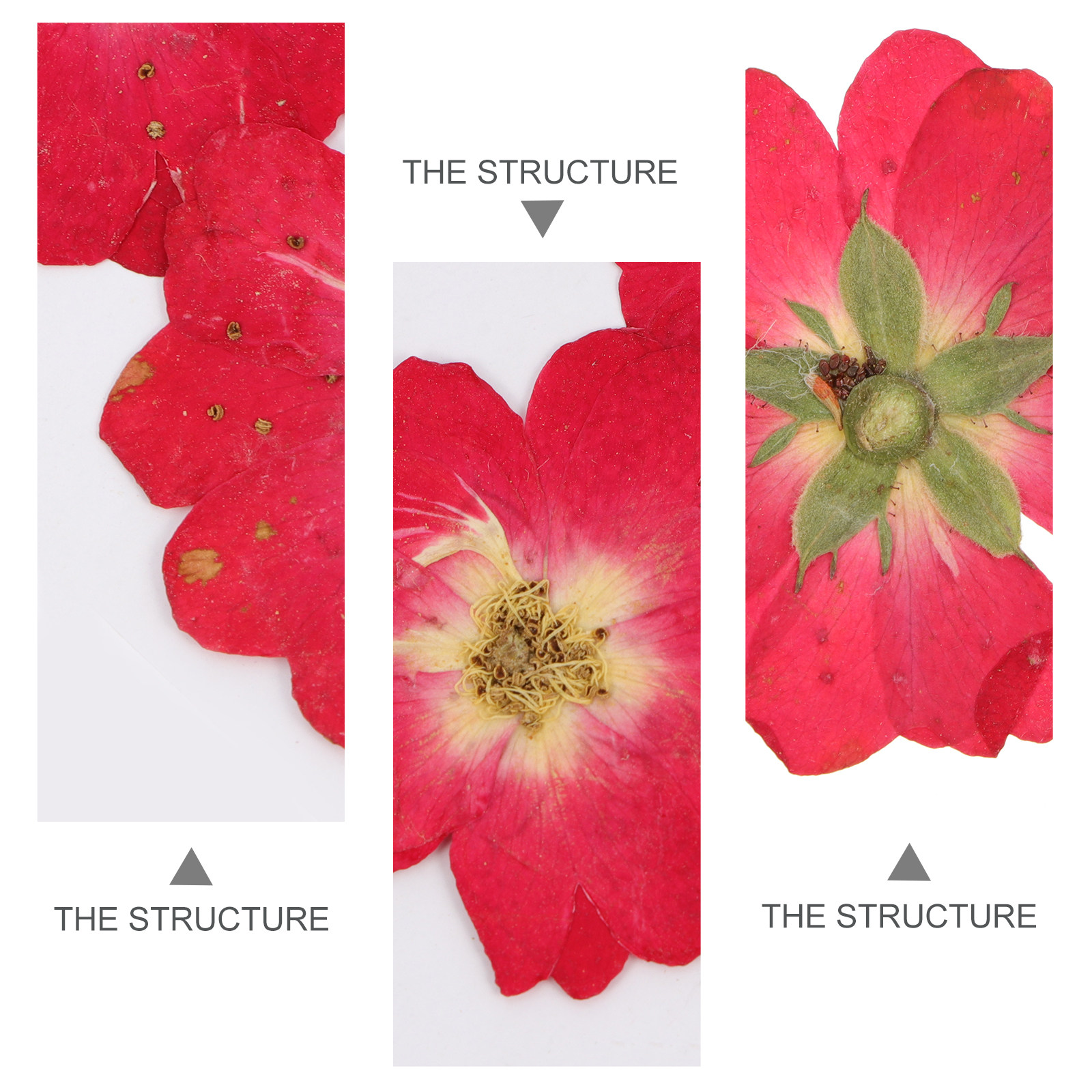 12Pcs Dried Pressed Flowers Na - Pressed Flower Art 리뷰 및 가격