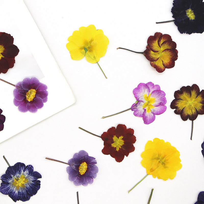 48Pcs European Primrose Teachi - Dried Flower Bookmark 리뷰 및 가격