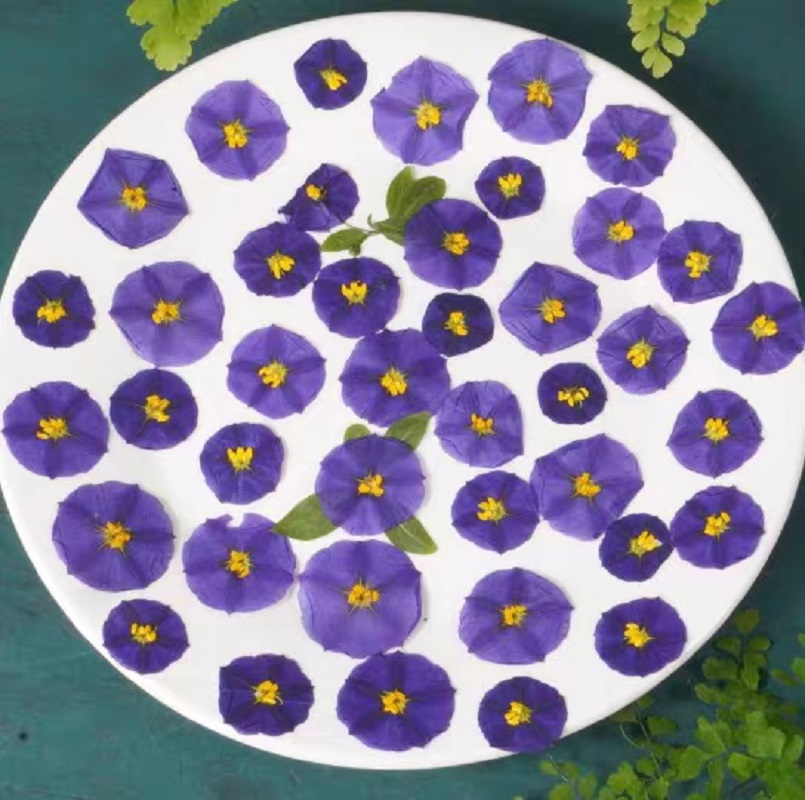 100pcs Pressed Dried Lycianthe - Dried Flower Bookmark 리뷰 및 가격