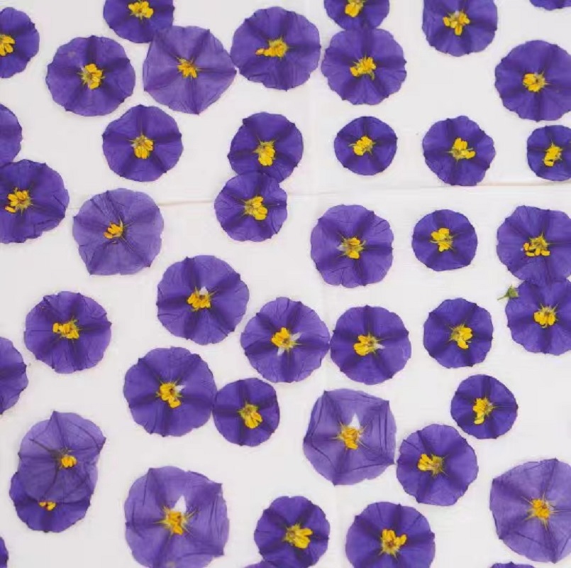 100pcs Pressed Dried Lycianthe - Dried Flower Bookmark 리뷰 및 가격