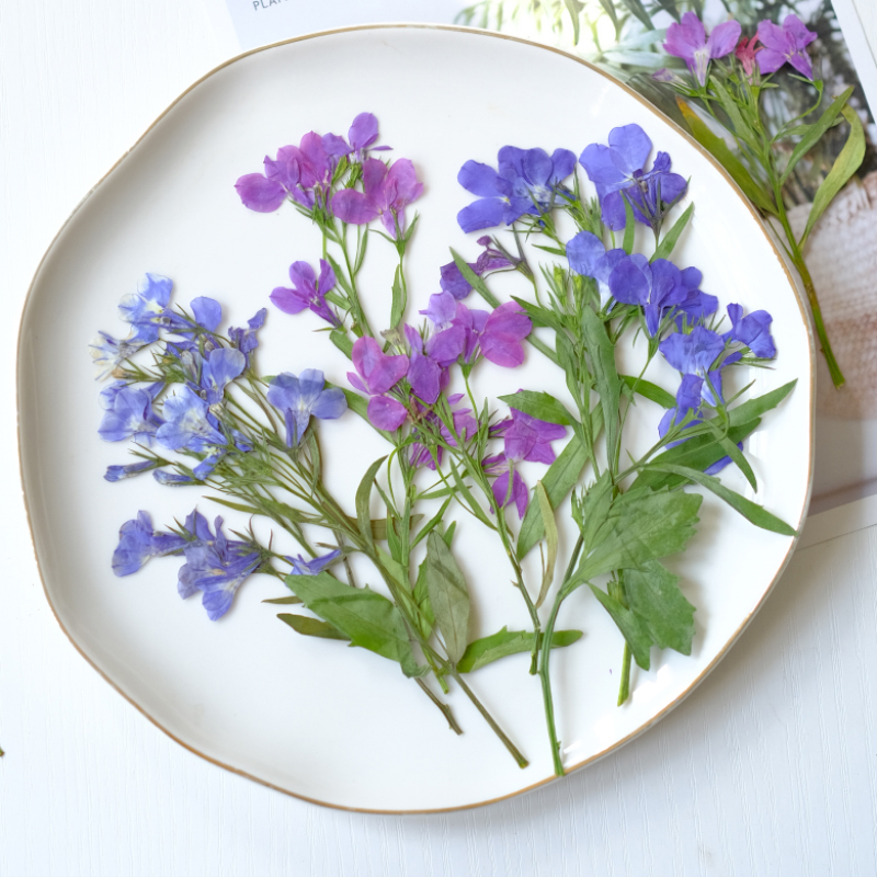 6pcs/8-13cm,nature Lobelia Eri - Dried Flower Bookmark 리뷰 및 가격