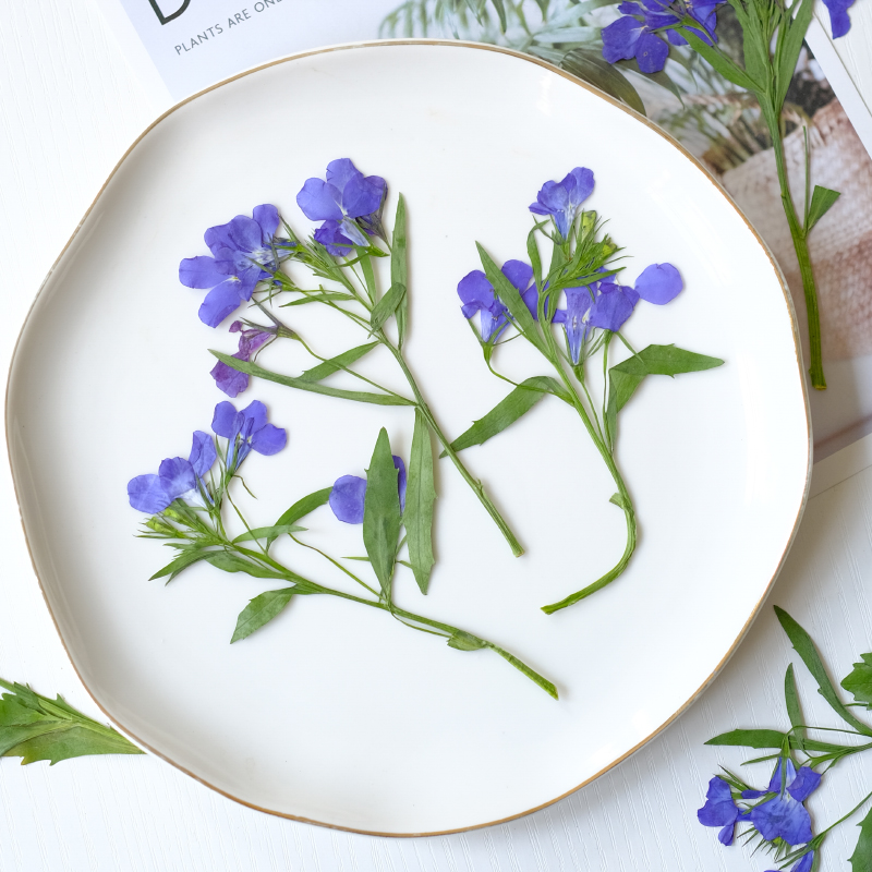 6pcs/8-13cm,nature Lobelia Eri - Dried Flower Bookmark 리뷰 및 가격