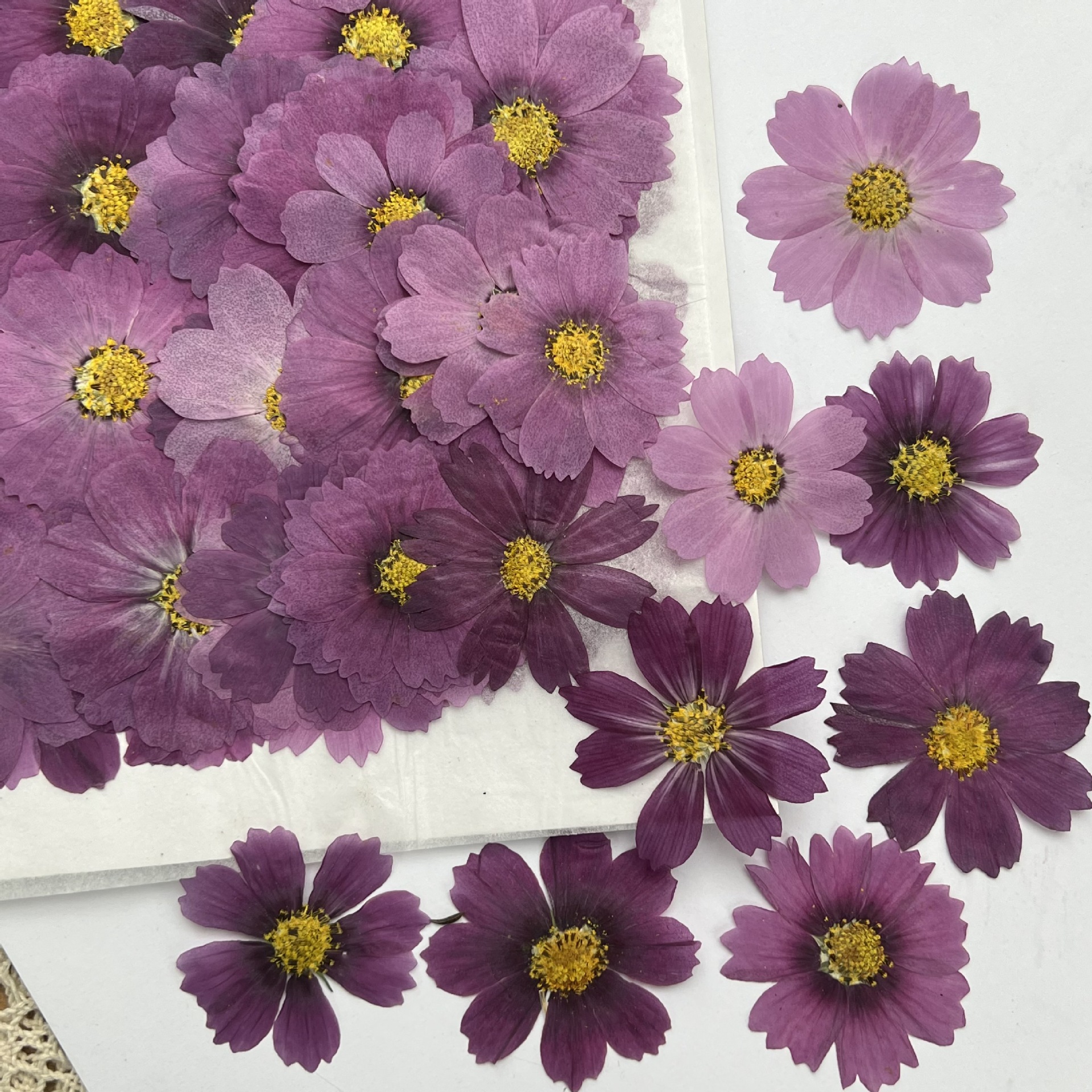100Pcs Cosmos Dried Flower Pre - Dried Flower Bookmark 리뷰 및 가격
