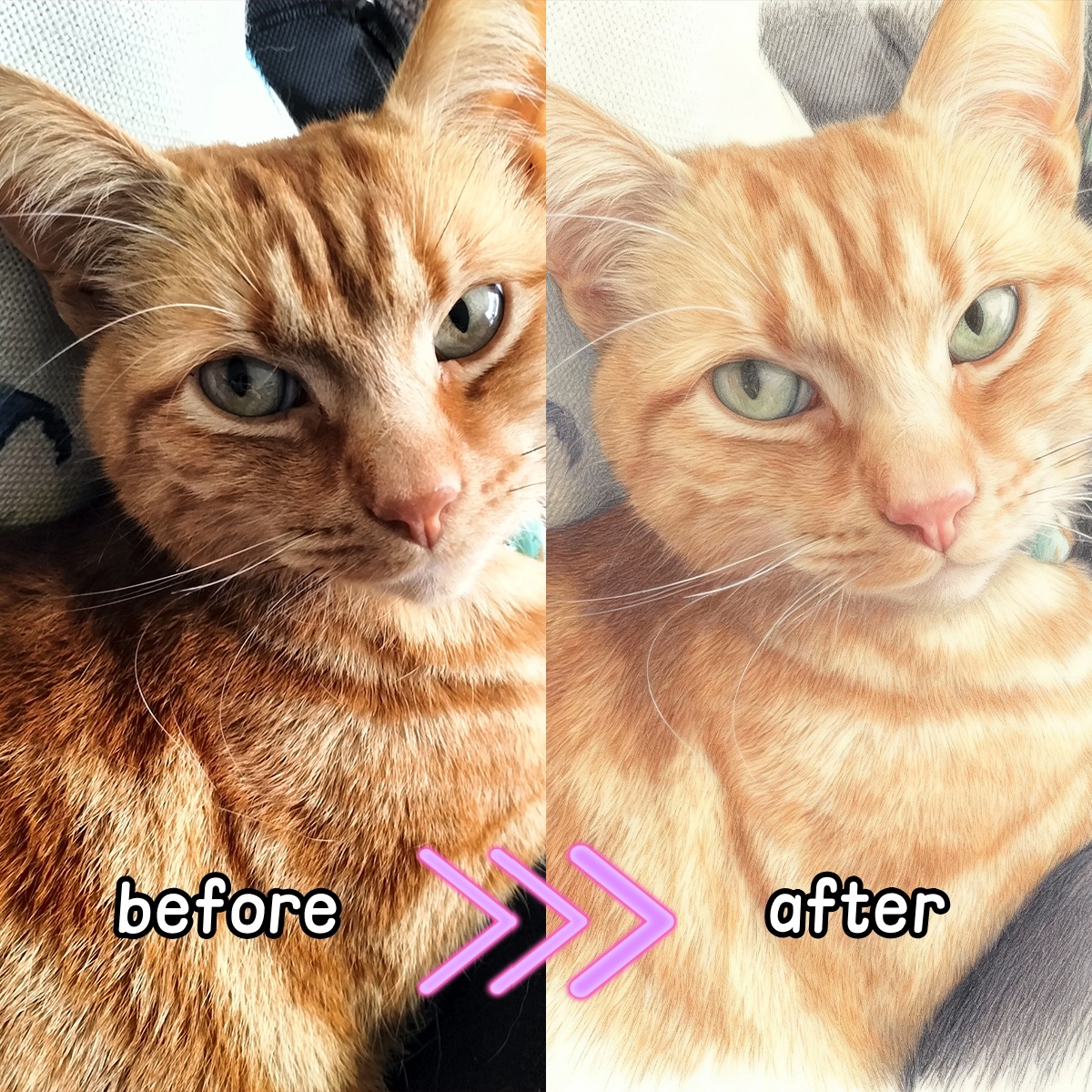 Personalized Custom Colored Pe - Pet Portrait Custom 리뷰 및 가격