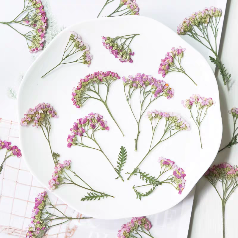 60pcs Pressed Dried Yarrow Ach - Dried Flower Bookmark 리뷰 및 가격
