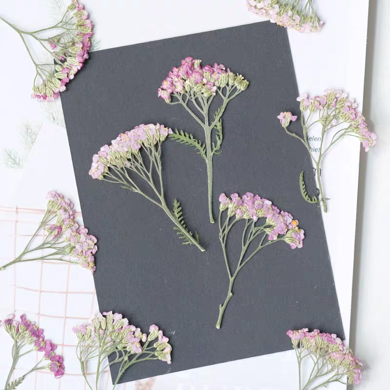 60pcs Pressed Dried Yarrow Ach - Dried Flower Bookmark 리뷰 및 가격