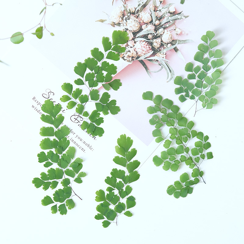 60Pcs Natural Plant Real Flowe - Dried Flower Bookmark 리뷰 및 가격