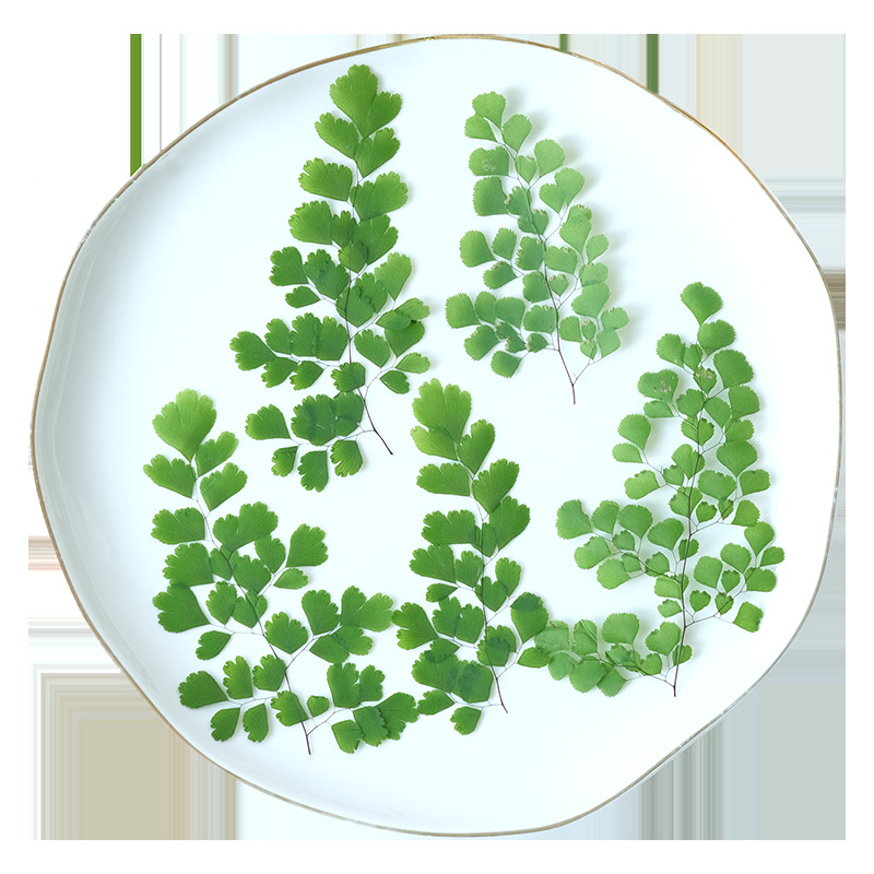60Pcs Natural Plant Real Flowe - Dried Flower Bookmark 리뷰 및 가격