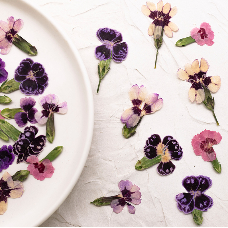 24pcs,Pressed Dried Dianthus F - Dried Flower Bookmark 리뷰 및 가격