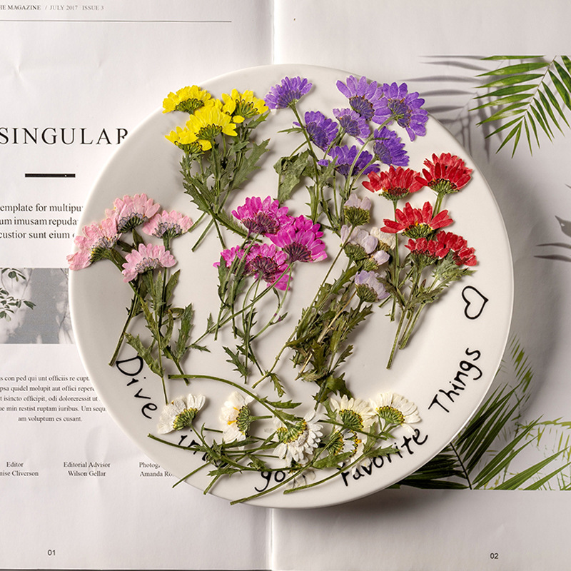 5-8cm/24pcs,Side pressed cryst - Dried Flower Bookmark 리뷰 및 가격