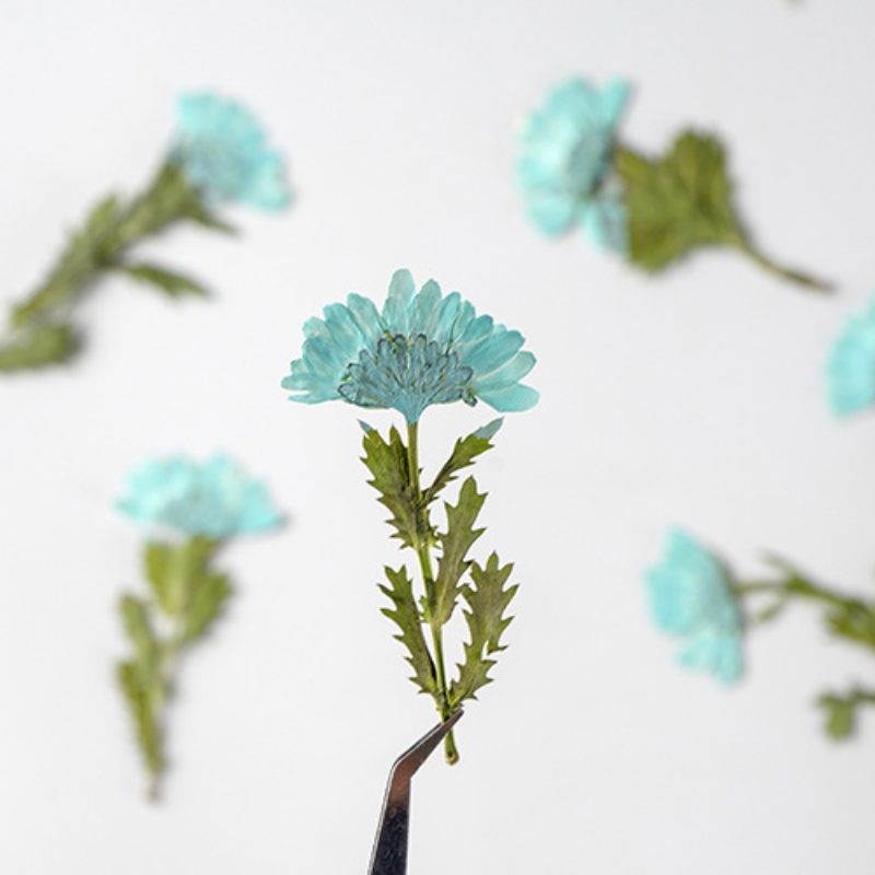 5-8cm/24pcs,Side pressed cryst - Dried Flower Bookmark 리뷰 및 가격