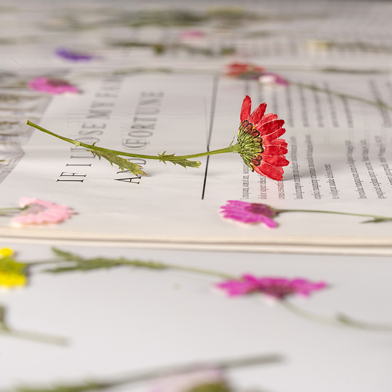 5-8cm/24pcs,Side pressed cryst - Dried Flower Bookmark 리뷰 및 가격